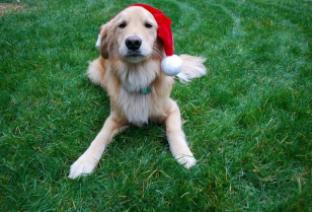 Gracie, Official Spokesdog