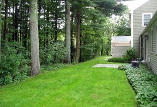 Replaced Moss Behind Condos
