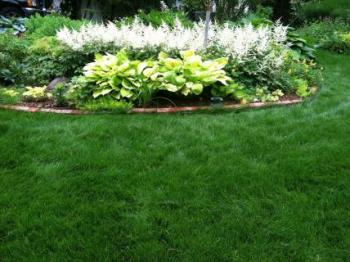 Is Moss A Problem On Your Lawn?